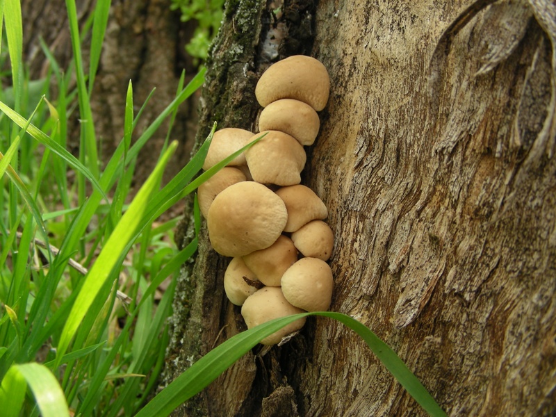 Funghi sotto casa